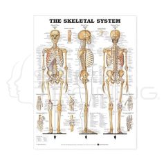 The Skeletal System chart HA1