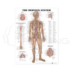 The Nervous System chart