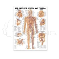 The Vascular System and Vicera chart CA1