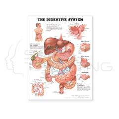 The Digestive System Chart
