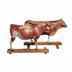 Modelo de Vaca