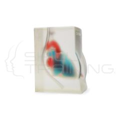 Cardiac Ultrasound Training Model (Transparente)