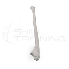 Ulna Bone