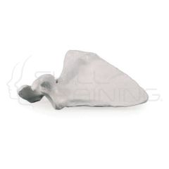 Scapula (shoulder blade)