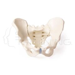 Male pelvis with sacrum