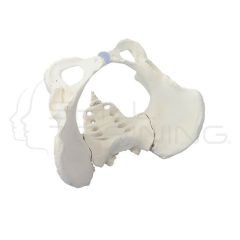 Female pelvis with sacrum