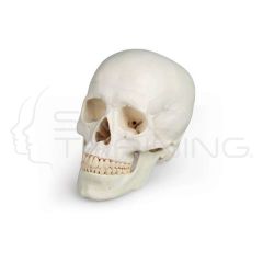 Skull model, 3 part