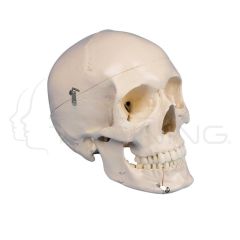 Skull with open lower jaw