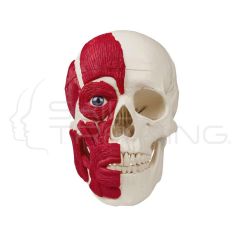 Skull with musculature