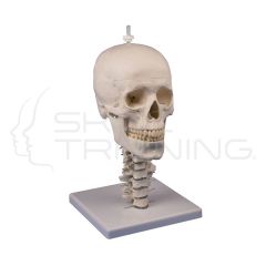 Skull stand cervical spine