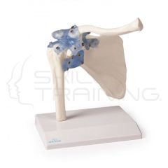 Shoulder joint, moveable, on stand