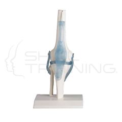 Knee Joint, moveable, on stand