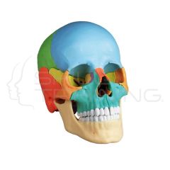 Didactical Skull, 22 parts