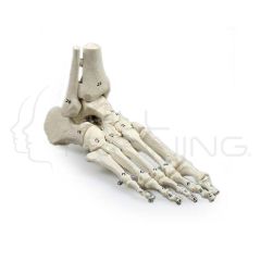 Skeleton of foot with tibia and fibula insert