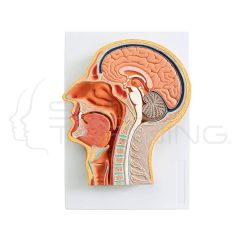 Median Section of Head, Relief Model