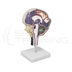 Cerebrospinal Fluid Circulation