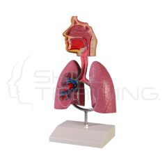 Respiratory system, Reduced Size