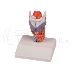 Larynx Model, life size, 2-part