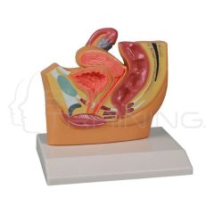 Female Pelvis Section, Reduced Size