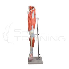 Leg muscles, 13-part