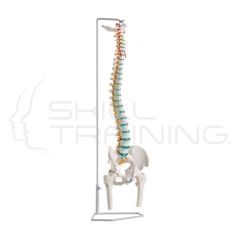 Flexible vertebral column