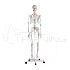 Didactic skeleton “Oscar”