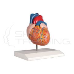 Heart model, life size, 2 parts