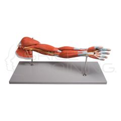 Arm Muscles, 7-part
