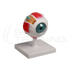 Eye model, 4 times life size, 6 parts