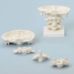Head articulations, 2 x enlargement with stan