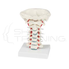 Cervical vertebral column with stand