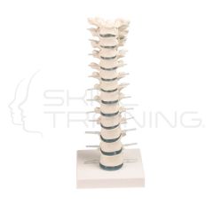 Thoracic vertebral column with stand