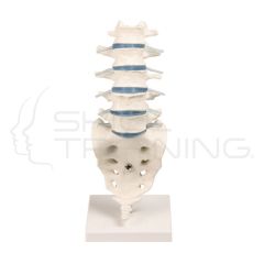 Lumbar vertebral column with stand