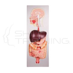 Human digestive system, 5 parts
