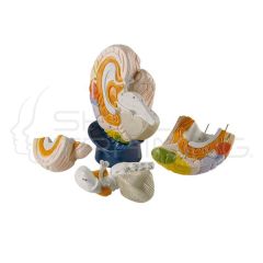 Neuro-Anatomical Brain, 4-part, 2 times life