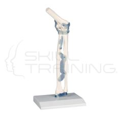 Elbow joint with ligaments with stand