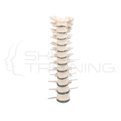 Thoracic vertebral column