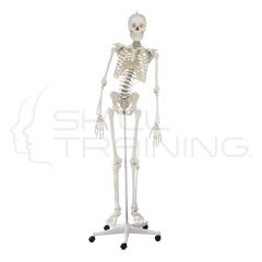 Skeleton “Hugo” with movable spine