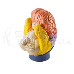 Regional Brain, 4-part, 2 times life size