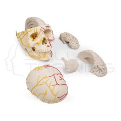 Neurovascular skull with brain