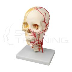 Neurovascular Skull