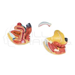 Female genital organs, 4 parts