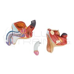 Male genital organs, 4 part