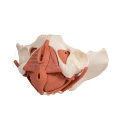 Female pelvic floor model, 12 parts