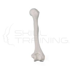 Humerus (upper arm)