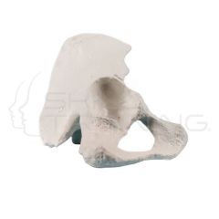 Half pelvis