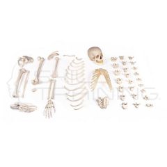 Half skeleton, unassembled (bone collection)