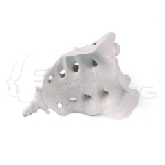 Sacrum with coccyx