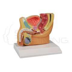 Male Pelvis Section, Reduced Size