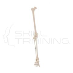 Skeleton of Leg